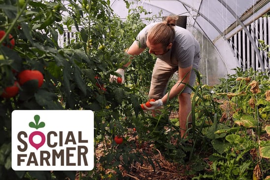 Social Farmer logo on a photo of tomatoes in a greenhouse