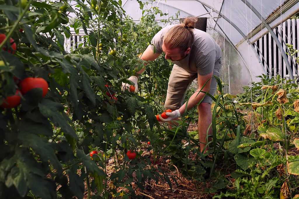 Tomatoes growing in a greenhouse